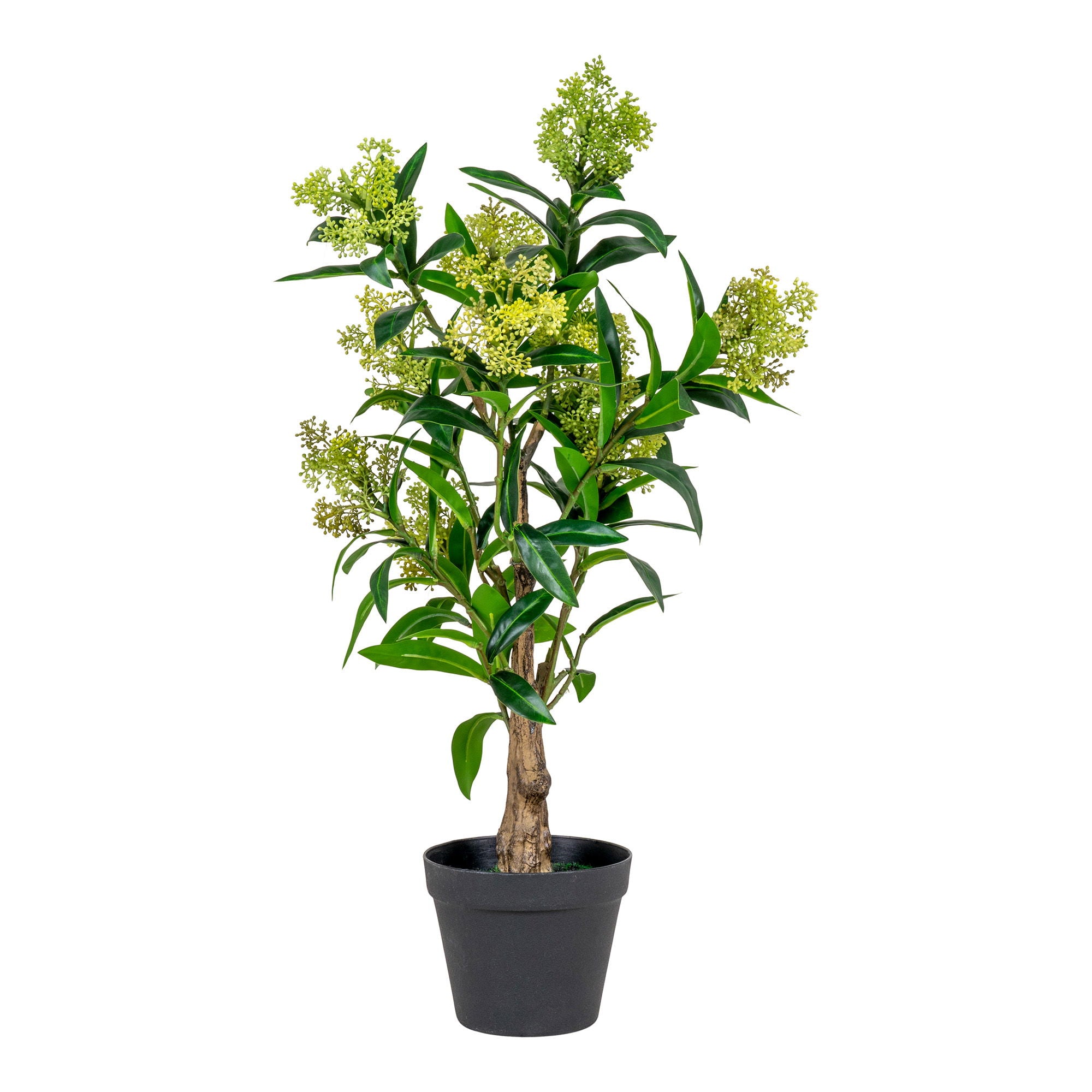 Дерево SKIMMIA 9501120